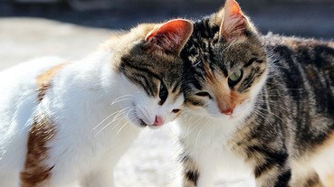 又撞名啦 日本家貓愛稱第一位是？