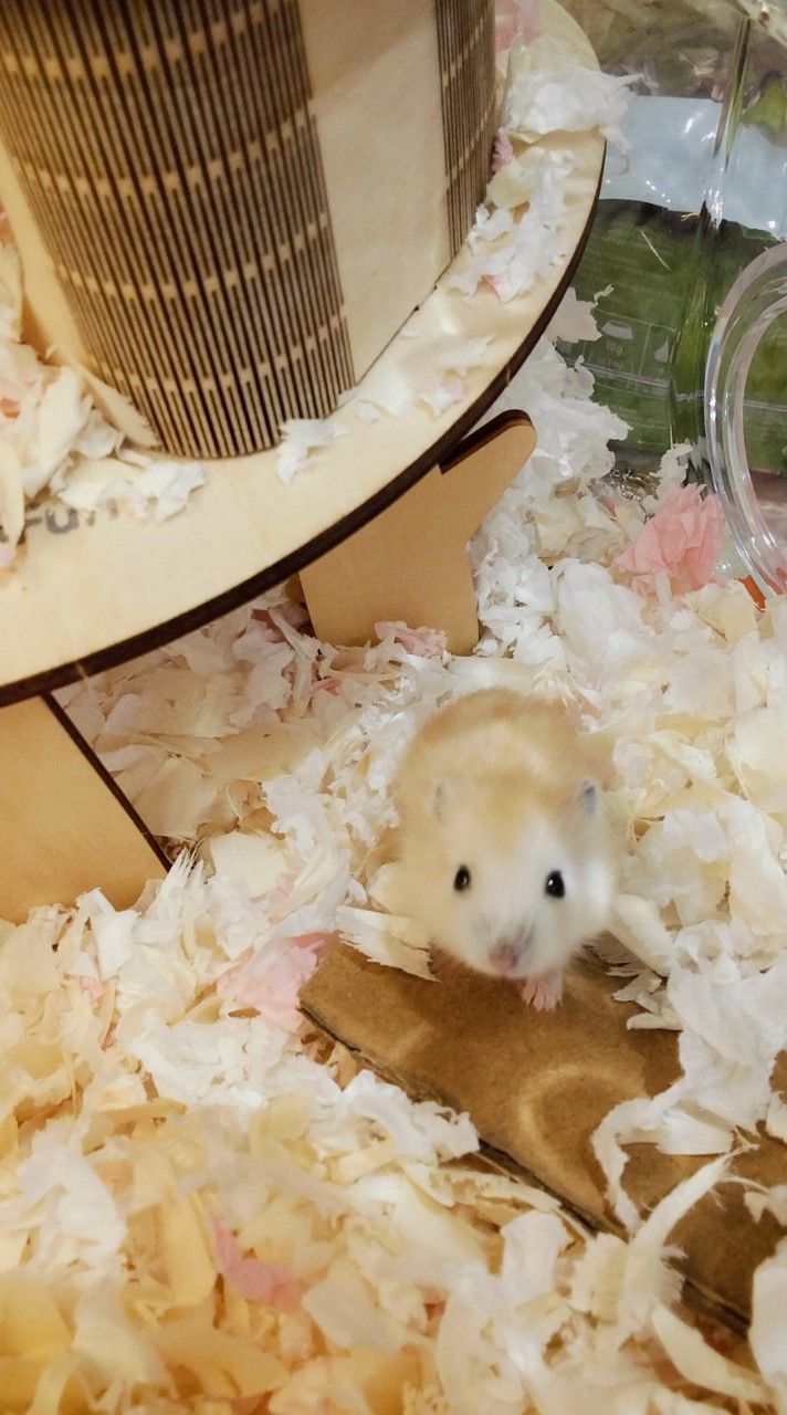 嘻嘻鼠