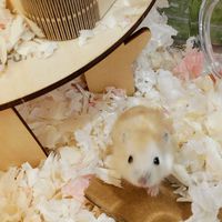 嘻嘻鼠