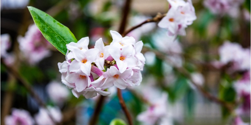 レオパード柄ストール でサファリの香りをひとさじ 矢野未希子のシネマティック シンプル Oggi Line News