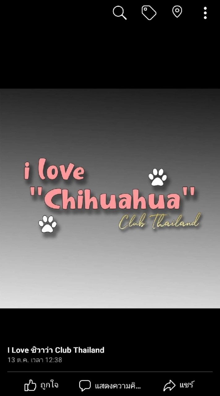 i Love ชิวาว่า Club TH