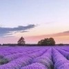 🌻僑鵬~🏝️快樂遊