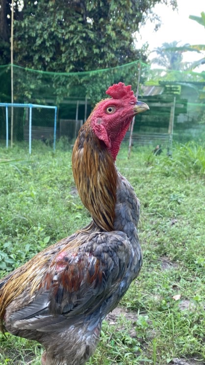 ซุ้ม ส.สองกุมาร🐓พม่า/ป่าก๋อยพัฒนา