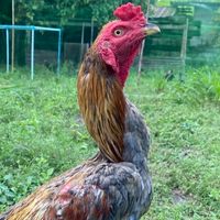 ซุ้ม ส.สองกุมาร🐓พม่า/ป่าก๋อยพัฒนา