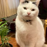 ごましお食堂