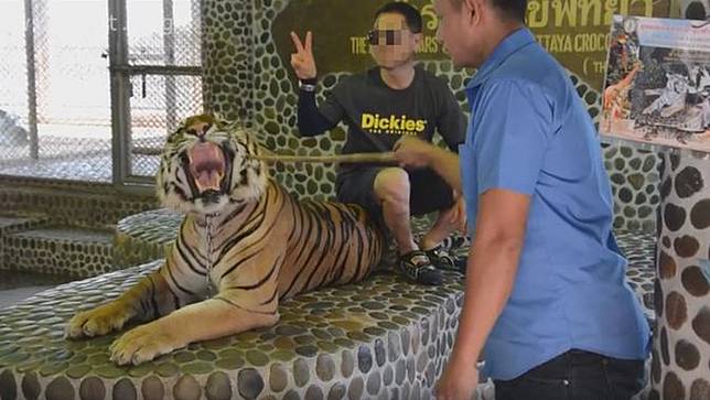 Sadis Pria Thailand Toyor Kepala Harimau Agar Bagus Difoto Gqjnxg