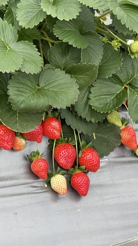鮮果批發-只賣草莓