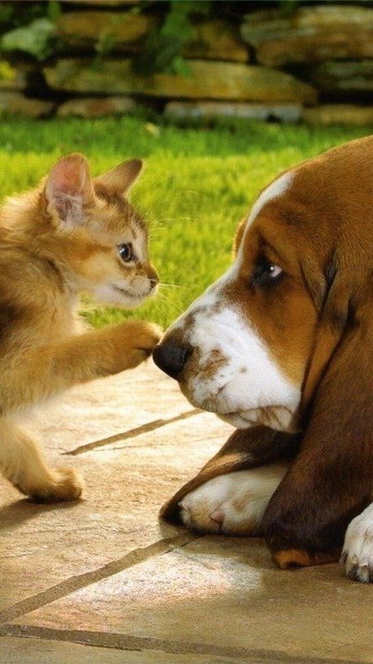 🐶ペット保険を語りましょう🐱