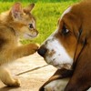 🐶ペット保険を語りましょう🐱
