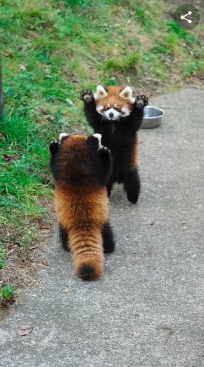 レッサーパンダ