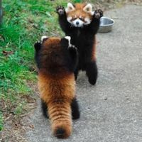 レッサーパンダ
