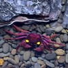 🌊 瀧緣水族交流區｜惡魔蟹・蝦蟹・兩棲（新手友善）