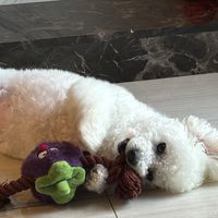 瑪啡寵物精品ෆ