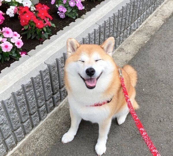 変顔をしてしまった柴犬 最高の笑顔を見せてくれた