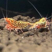 KT水族 金魚 龍鯉 孔雀魚 米蝦 水晶蝦 各式觀賞魚買賣競標群