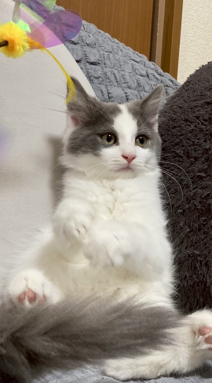 愛猫を愛でる会
