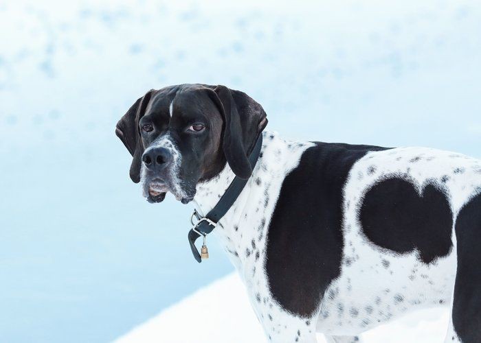 犬が幸せを感じているときに見せる サイン