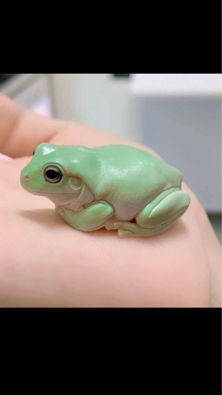 老爺樹蛙同學會