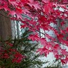 その仮面の奥に恋をした