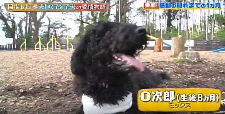 もっと一緒にいたかった 聴導犬と双子姉妹のお別れまで