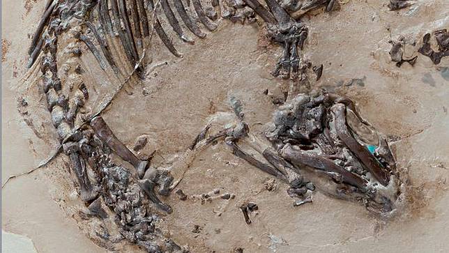 450 Koleksi Gambar Fosil Hewan Purba Terbaik