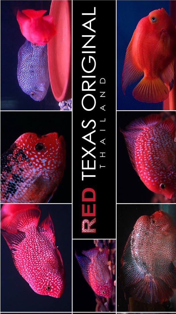 Red Texas Original Thailand