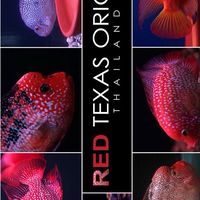 Red Texas Original Thailand
