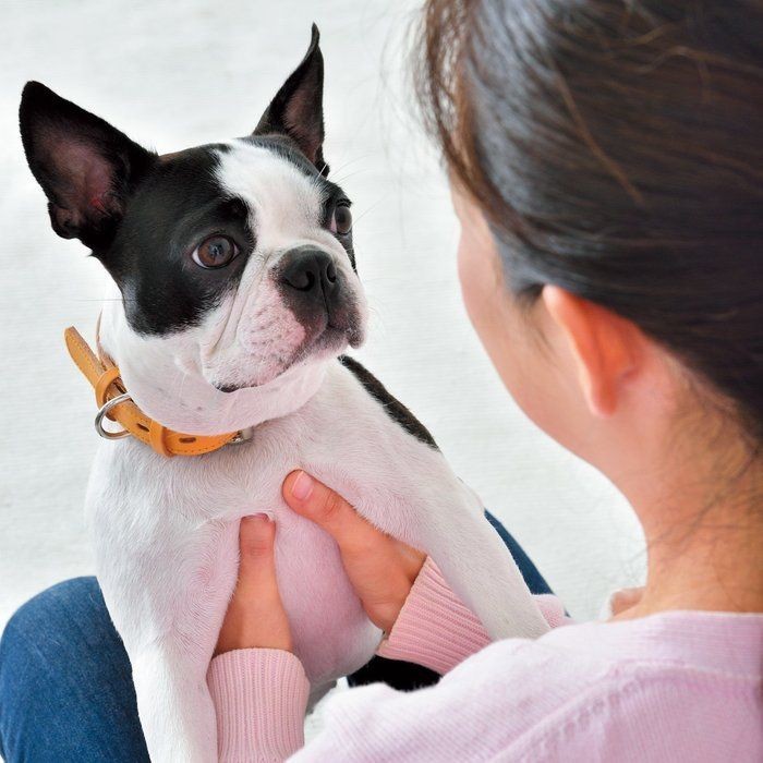 犬はなぜ吠える 生態を知れば解決する 困った吠え