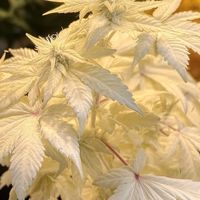 福沢諭吉を取り戻せ