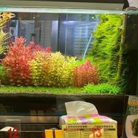 水草俱樂部