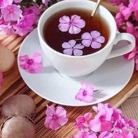 🌸雑談部屋🌸癒しの部屋