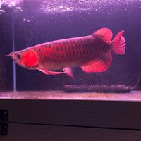 🍎大洲水族🍎欣茂鈦棒 魟魚 大型魚 兩棲爬蟲 烏龜 魚缸 寵物水族 自由交流平台