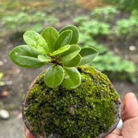 活石生活/設計你所想要的