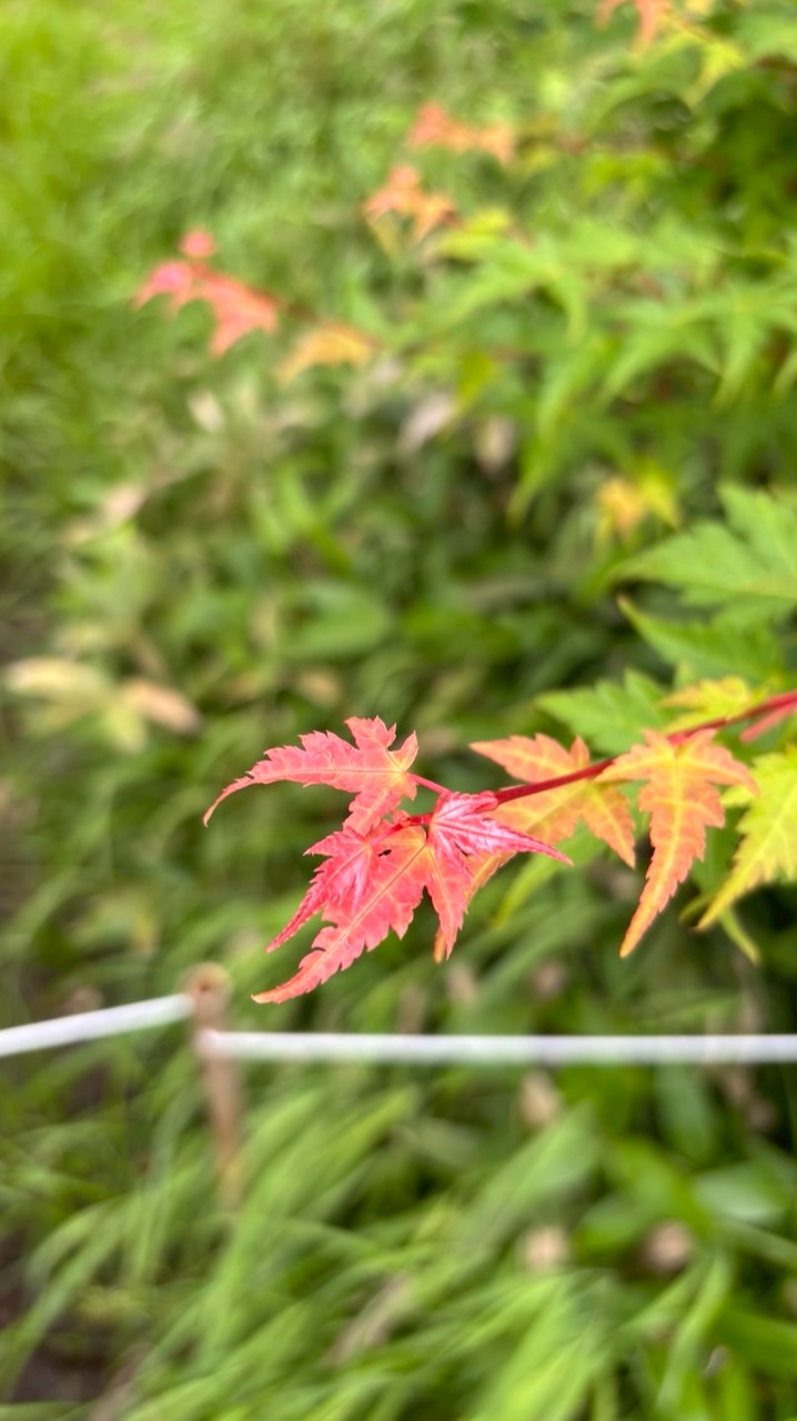 114 高二校定必修閱讀與表達［陪伴的力量-照護身心健康處方箋］