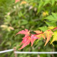 114 高二校定必修閱讀與表達［陪伴的力量-照護身心健康處方箋］