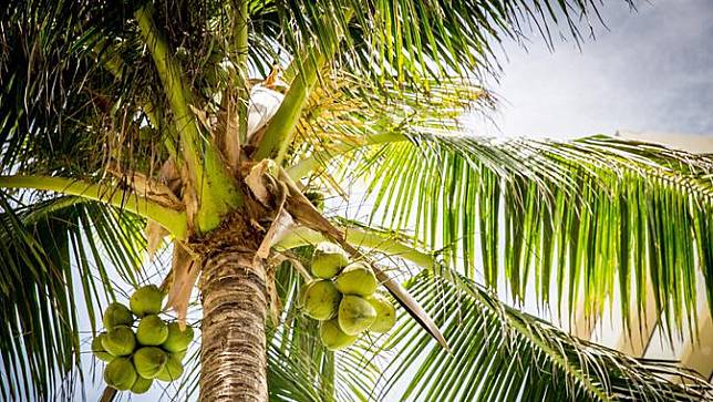 Mimpi melihat buah kelapa togel