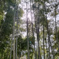 禮法の会