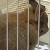 うさぎ平和国