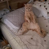 寵物服飾週邊 棉被 韓國代購