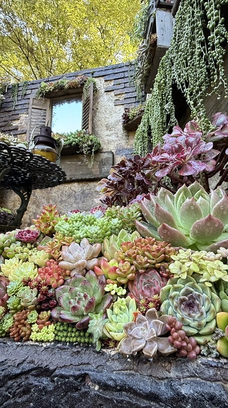 福島多肉塾6期生