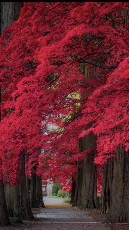 ジャンルフリーの音楽と雑談