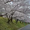絆笑舞心2025　高知よさこい連絡用
