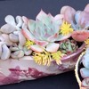 多肉植物の部屋〜succulent room〜