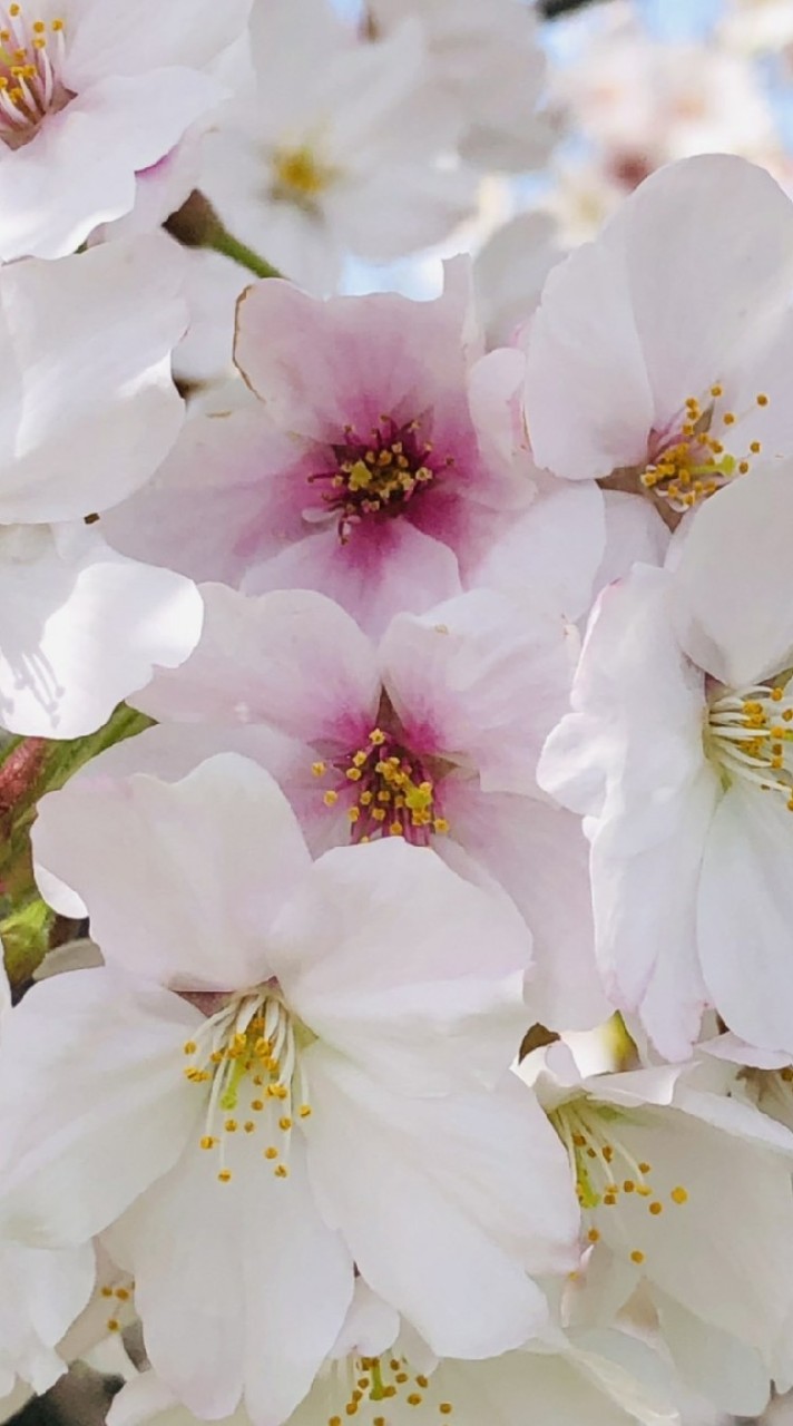 桜梅桃李60