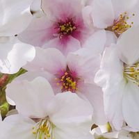 桜梅桃李60