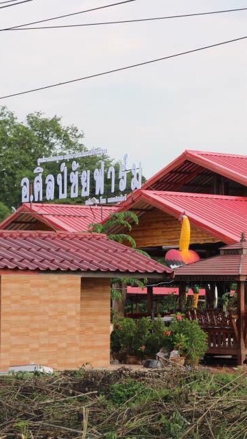 แบ่ง ประมูล ไก่ อ.ศิลป์ชัยฟาร์ม