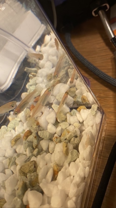 アクアリウム興味しかない人おいでーーー