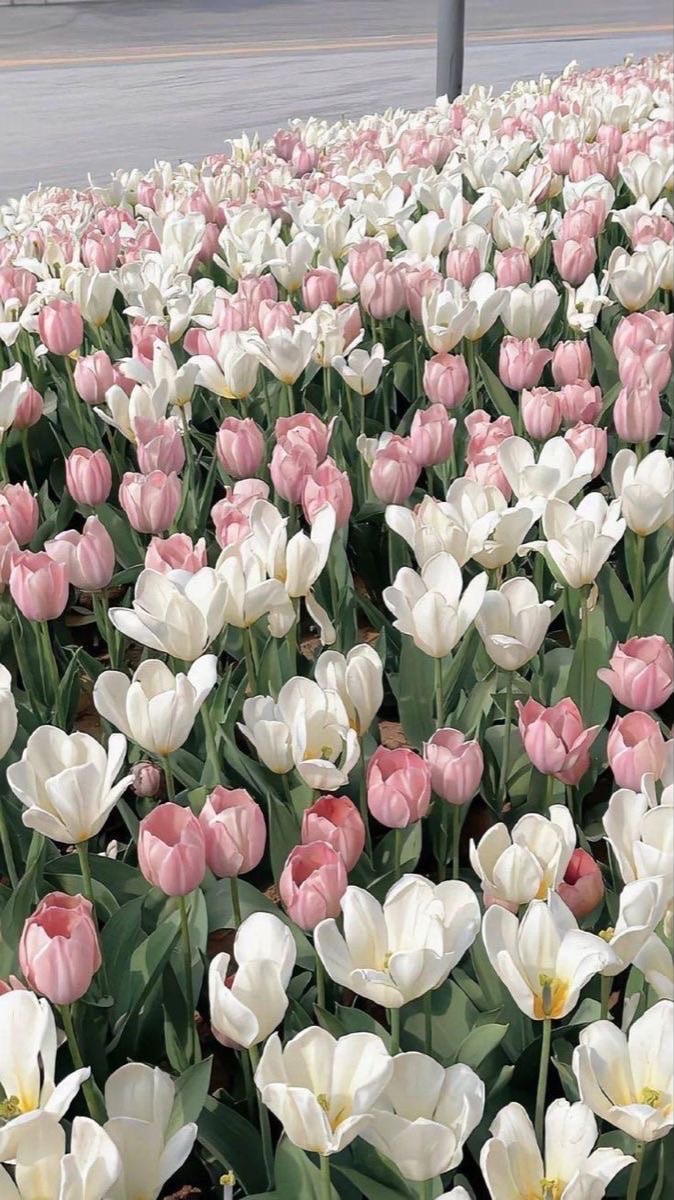 ครุบ คริบ 🌷💫.