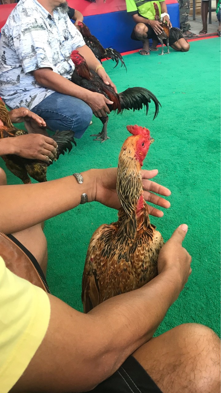 ซุ้มฉลามขาว🐣…ไก่ชนเมืองนักเลง💎