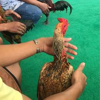 ซุ้มฉลามขาว🐣…ไก่ชนเมืองนักเลง💎